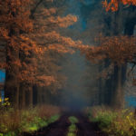 autumn-forests-photography-janek-sedlar-2