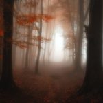 dreamlike-autumn-forests-janek-sedlar-15__880