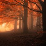 dreamlike-autumn-forests-janek-sedlar-17__880