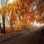 dreamlike-autumn-forests-janek-sedlar-1__880