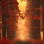 dreamlike-autumn-forests-janek-sedlar-22__880