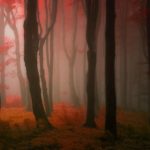 dreamlike-autumn-forests-janek-sedlar-2__880