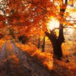 dreamlike-autumn-forests-janek-sedlar-32__880