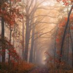 dreamlike-autumn-forests-janek-sedlar-38__880