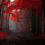 dreamlike-autumn-forests-janek-sedlar-5__880