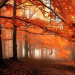 dreamlike-autumn-forests-janek-sedlar-7__880