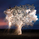 impermanent-sculptures-firework-tree-photography-vitor-schietti-11