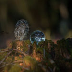 owl-and-mushrooms-tanja-brandt-101