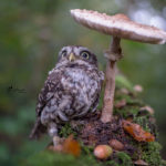 owl-and-mushrooms-tanja-brandt-111