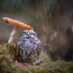 owl-and-mushrooms-tanja-brandt-1__880