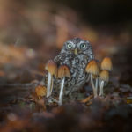 owl-and-mushrooms-tanja-brandt-2__880