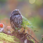 owl-and-mushrooms-tanja-brandt-3__880
