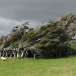 windswept-trees-new-zealand